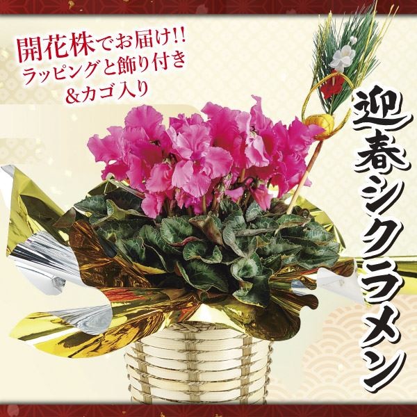 鉢花 迎春シクラメン 1鉢 (花色おまかせ・5号鉢開花株・カゴ入り・ラッピング、ピック付) 送料無料/[プラチナ会員限定チラシ］