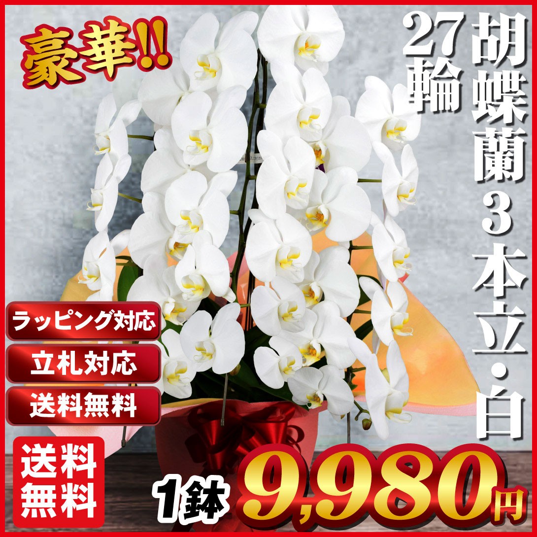 胡蝶蘭 3本立コチョウラン 白花27輪 1鉢 送料込 ギフト 贈り物/[プラチナ会員限定チラシ］