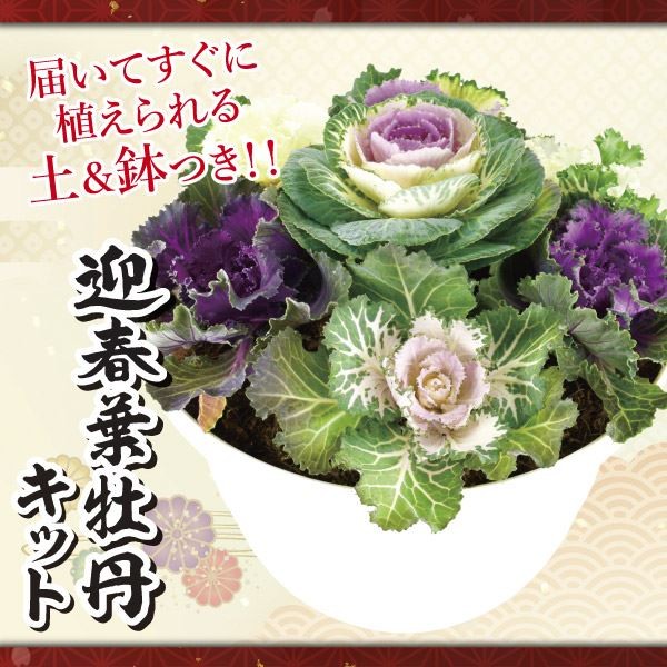 迎春企画 迎春葉牡丹キット 1組 送料無料/[プラチナ会員限定チラシ］
