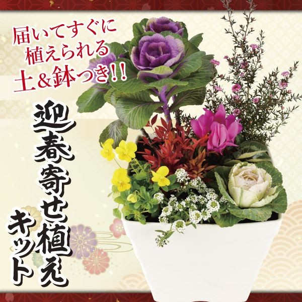 迎春企画 迎春寄せ植えキット 1組 送料無料/[プラチナ会員限定チラシ］