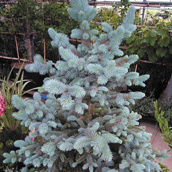 花木苗 ピセアプンゲンスホプシー 1株 送料無料/[プラチナ会員限定チラシ］