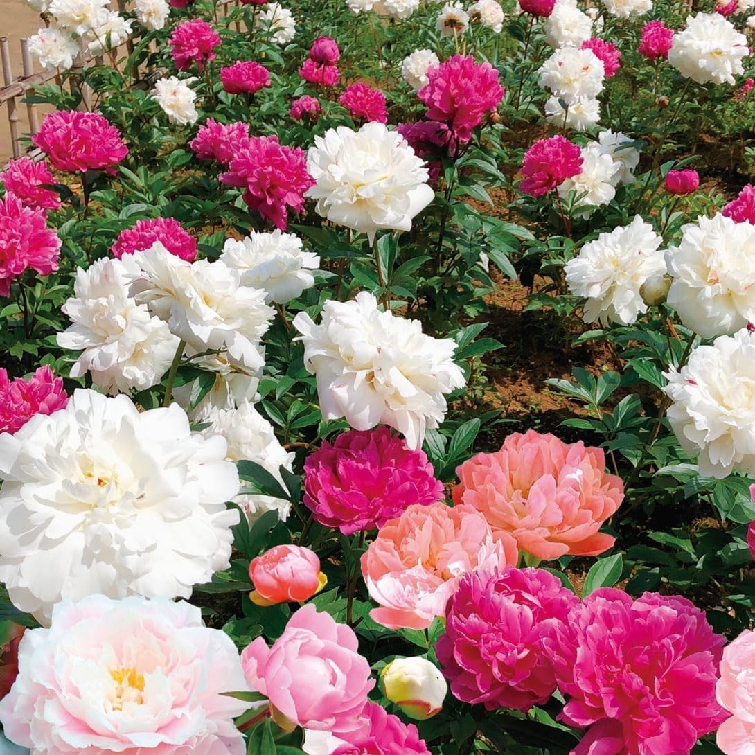 花木苗 芍薬激安セット (品種見計らい・名称付き）/[プラチナ会員限定チラシ］