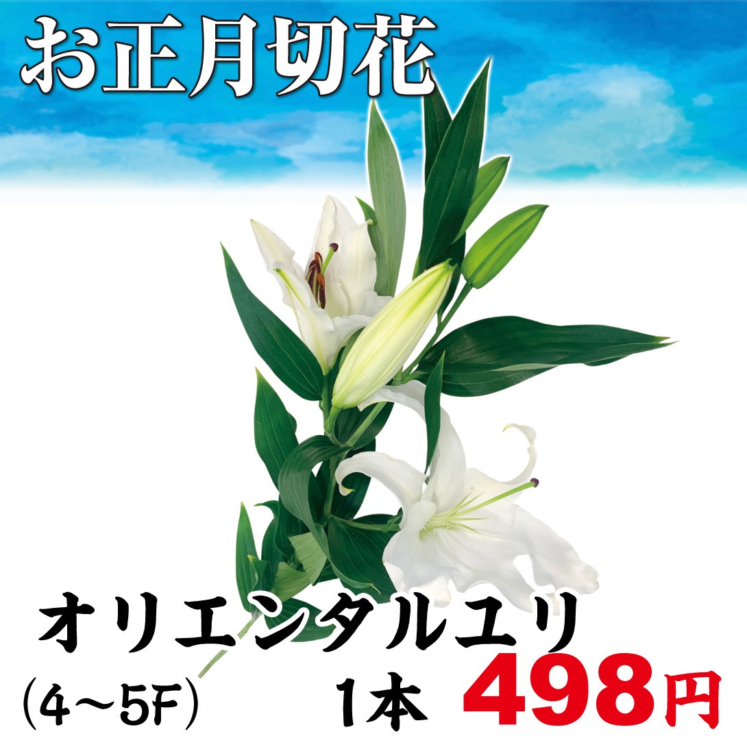 お正月切花 オリエンタルユリ（4～5F） 1本/[プラチナ会員限定チラシ］