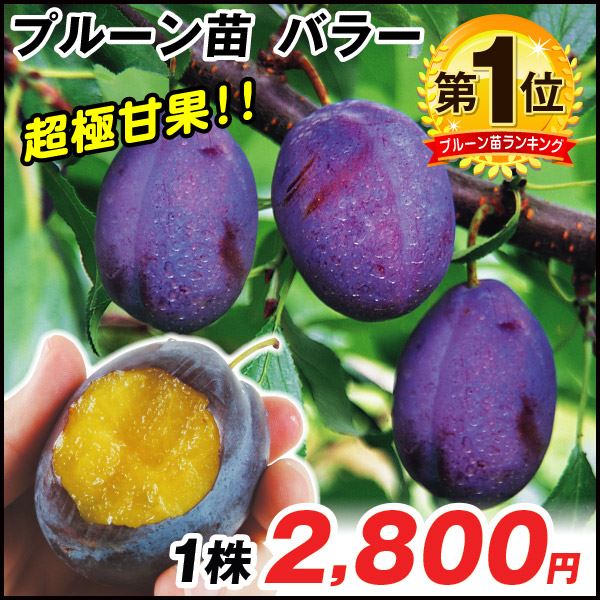 バラー