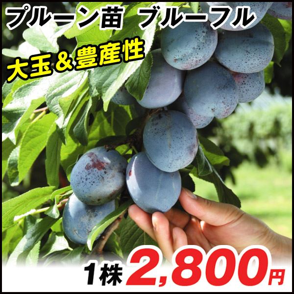 ブルーフル
