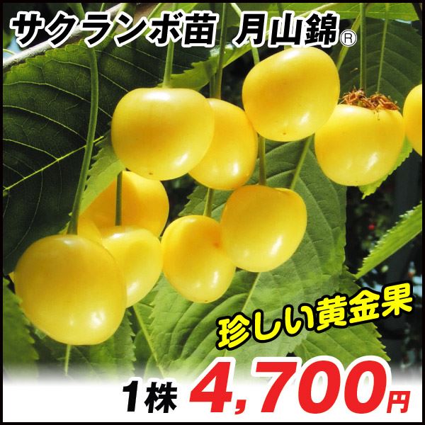 月山錦R青葉台