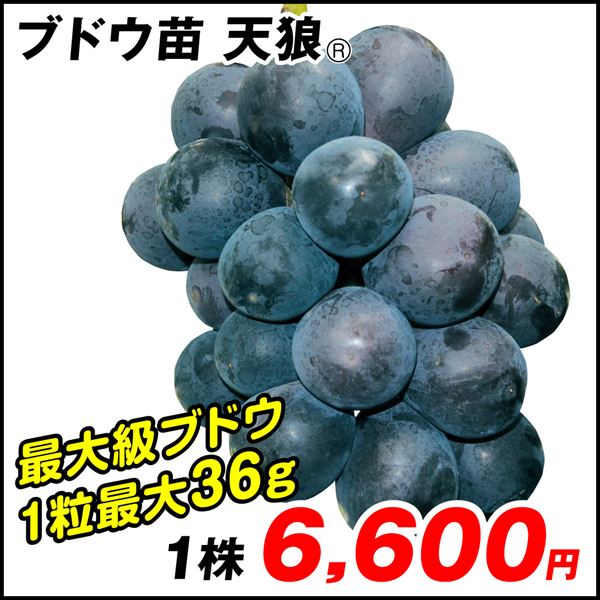 天狼R ブドウ