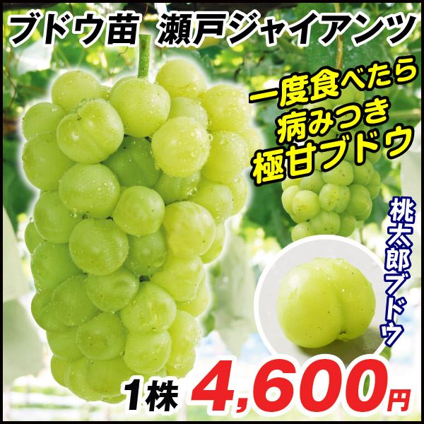 瀬戸ジャイアンツ ブドウ