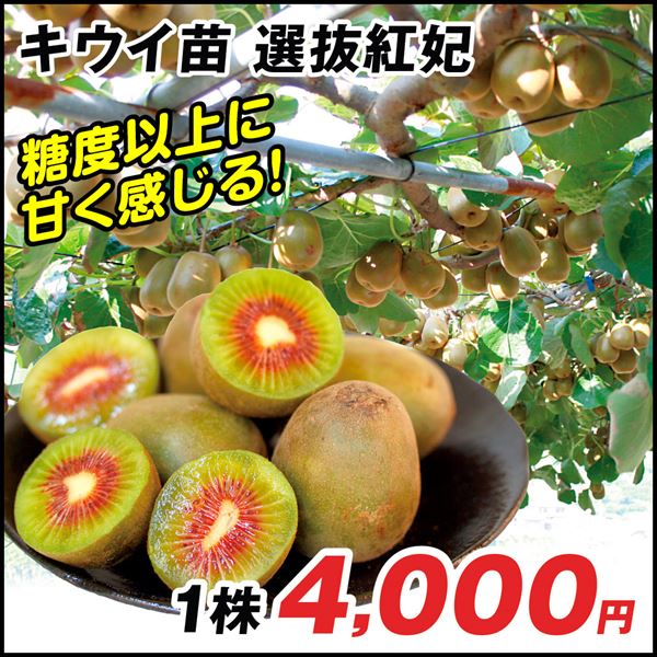 選抜紅妃