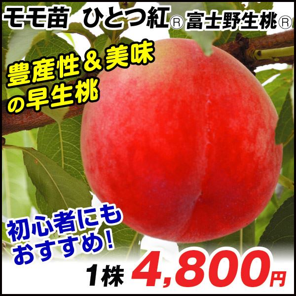 ひとつ紅R 富士野生桃R