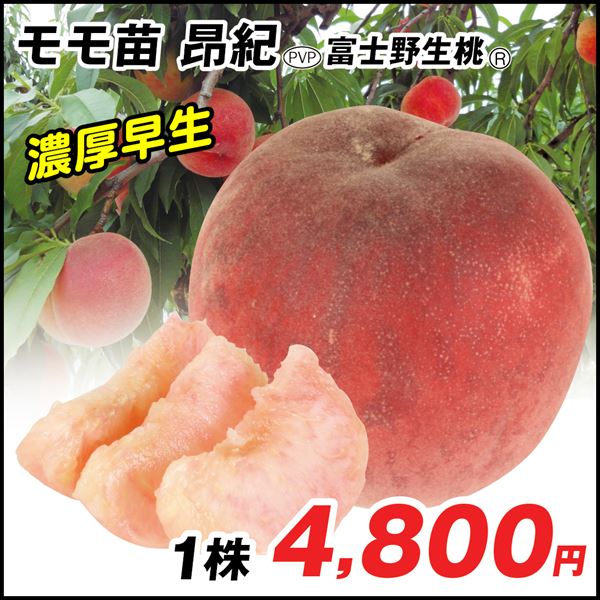 昂紀PVP 富士野生桃R