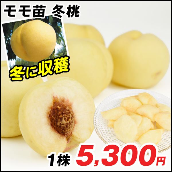 冬桃