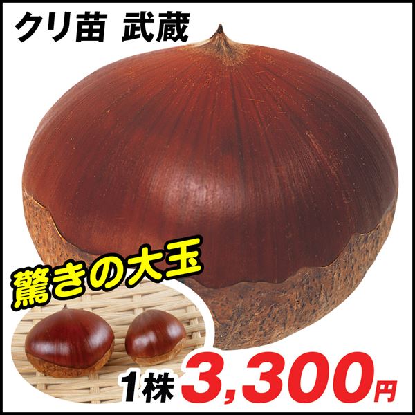 武蔵