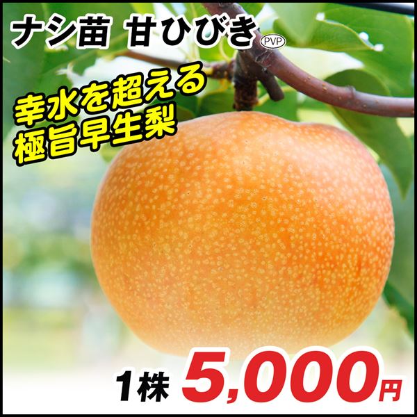 甘ひびきPVP