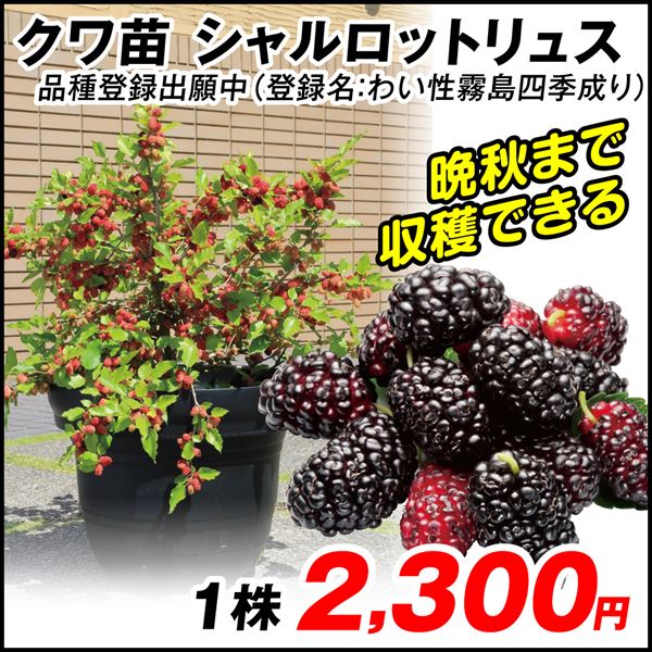 シャルロットリュス