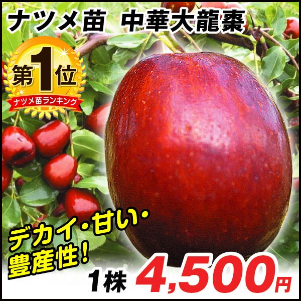 ナツメ・中華大龍ナツメ