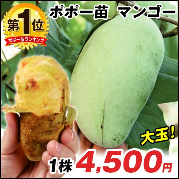 マンゴー