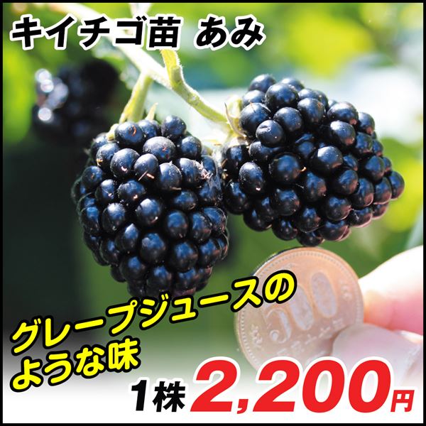ブラックベリー あみ