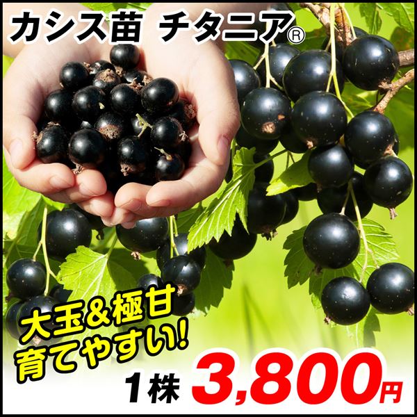チタニアR
