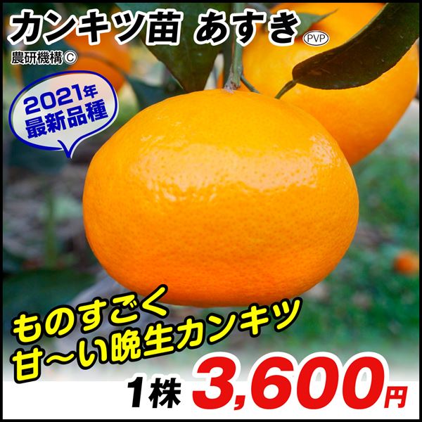 あすき