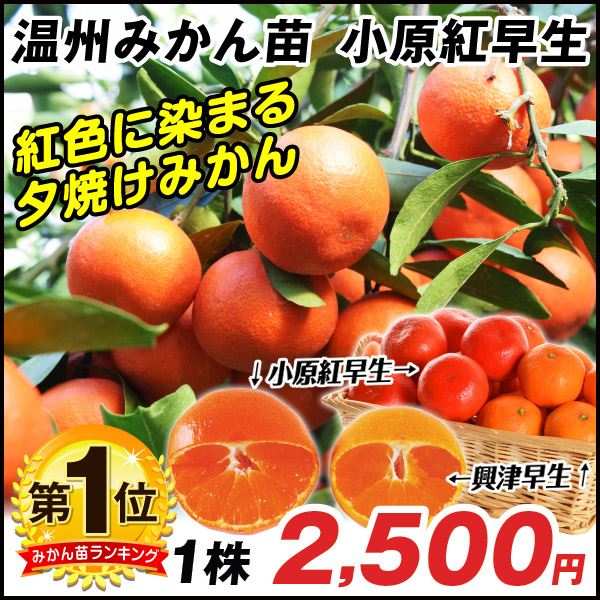 温州みかん・小原紅早生