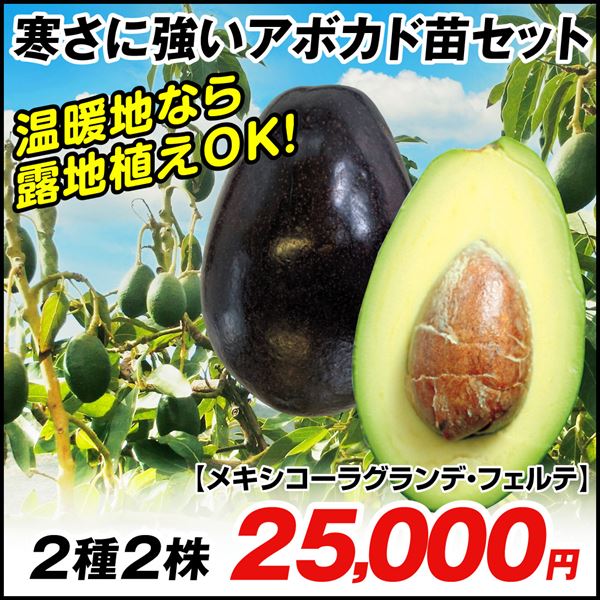 寒さに強いアボカドBセット