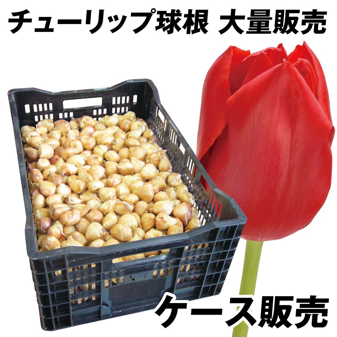 チューリップ 球根 赤花 ケース販売