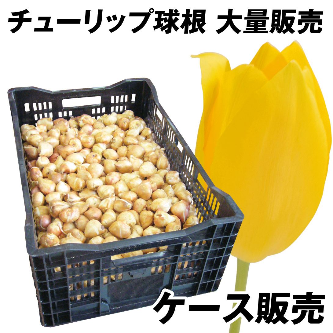 チューリップ 球根 黄花 ケース販売