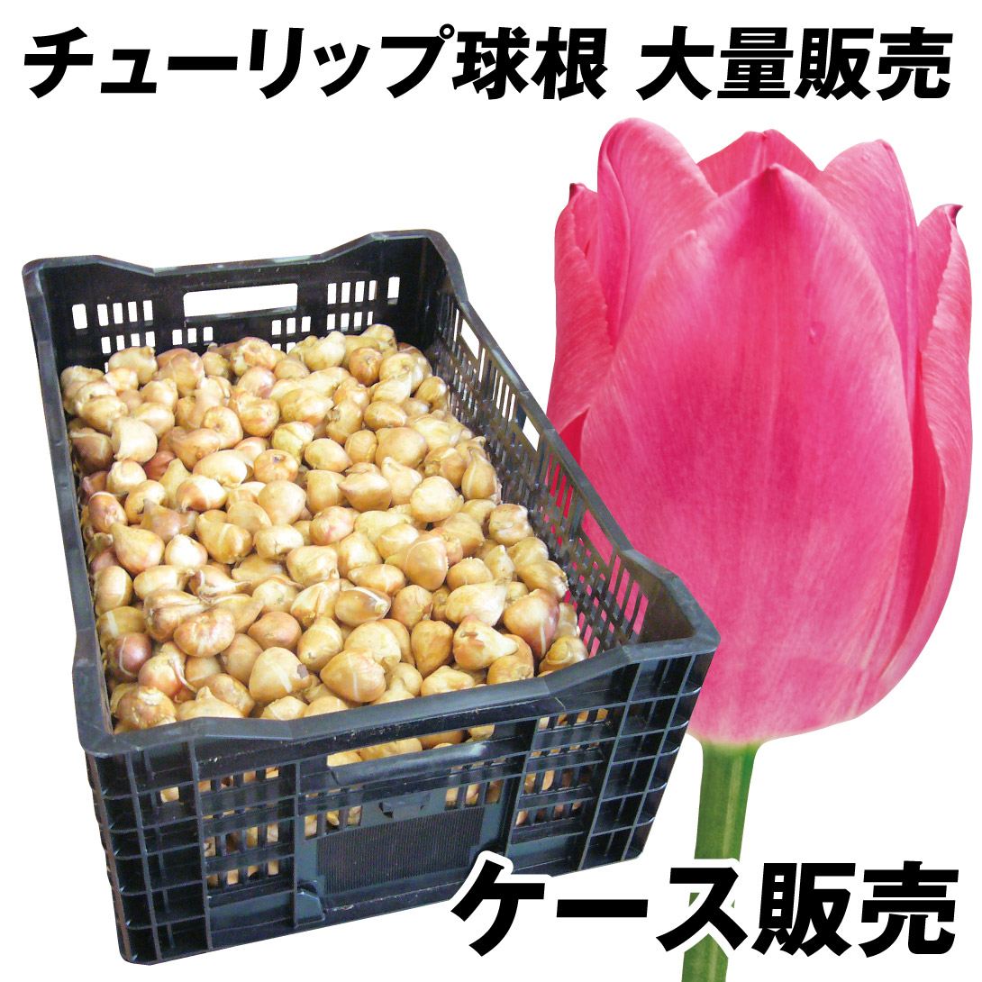 チューリップ 球根 桃花 ケース販売