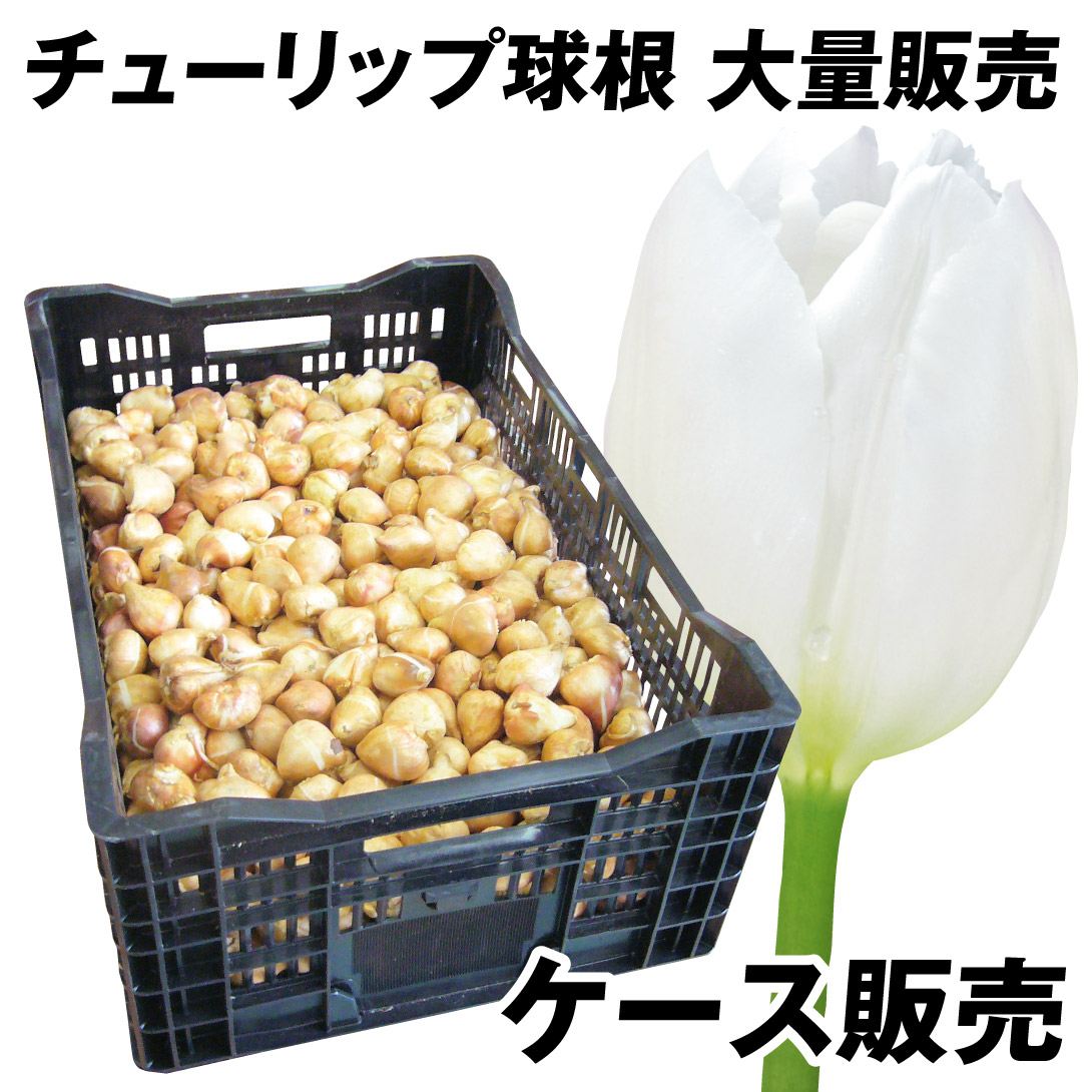 チューリップ 球根 白花 ケース販売