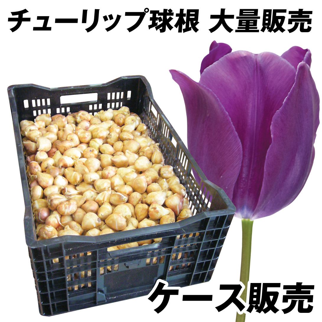 チューリップ 球根 紫花 ケース販売