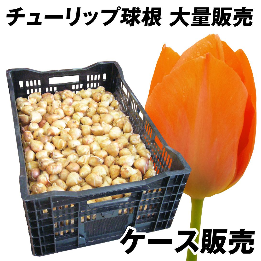 チューリップ 球根 橙花 ケース販売