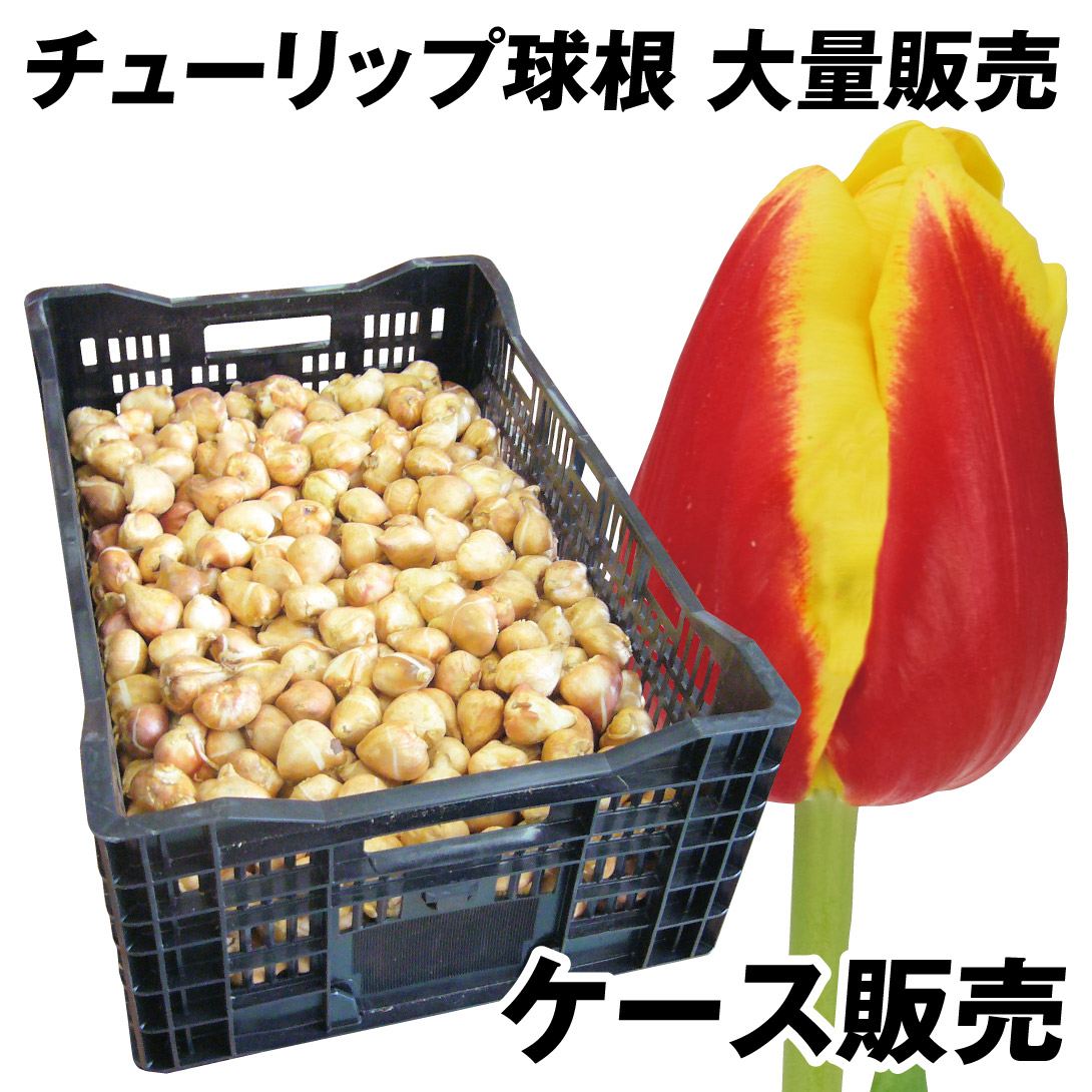 チューリップ 球根 赤黄2色咲 ケース販売