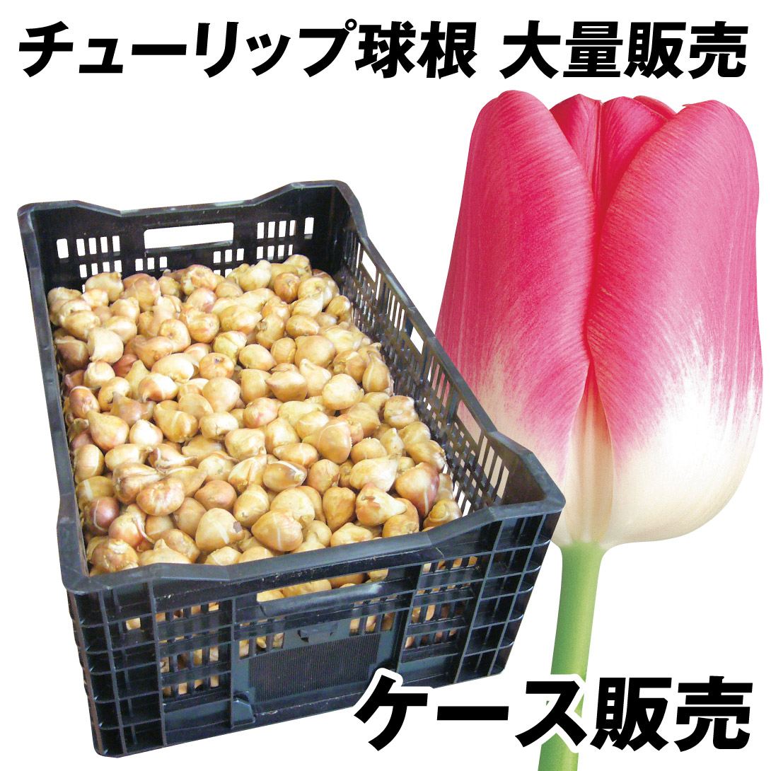 チューリップ 球根 桃白2色咲 ケース販売