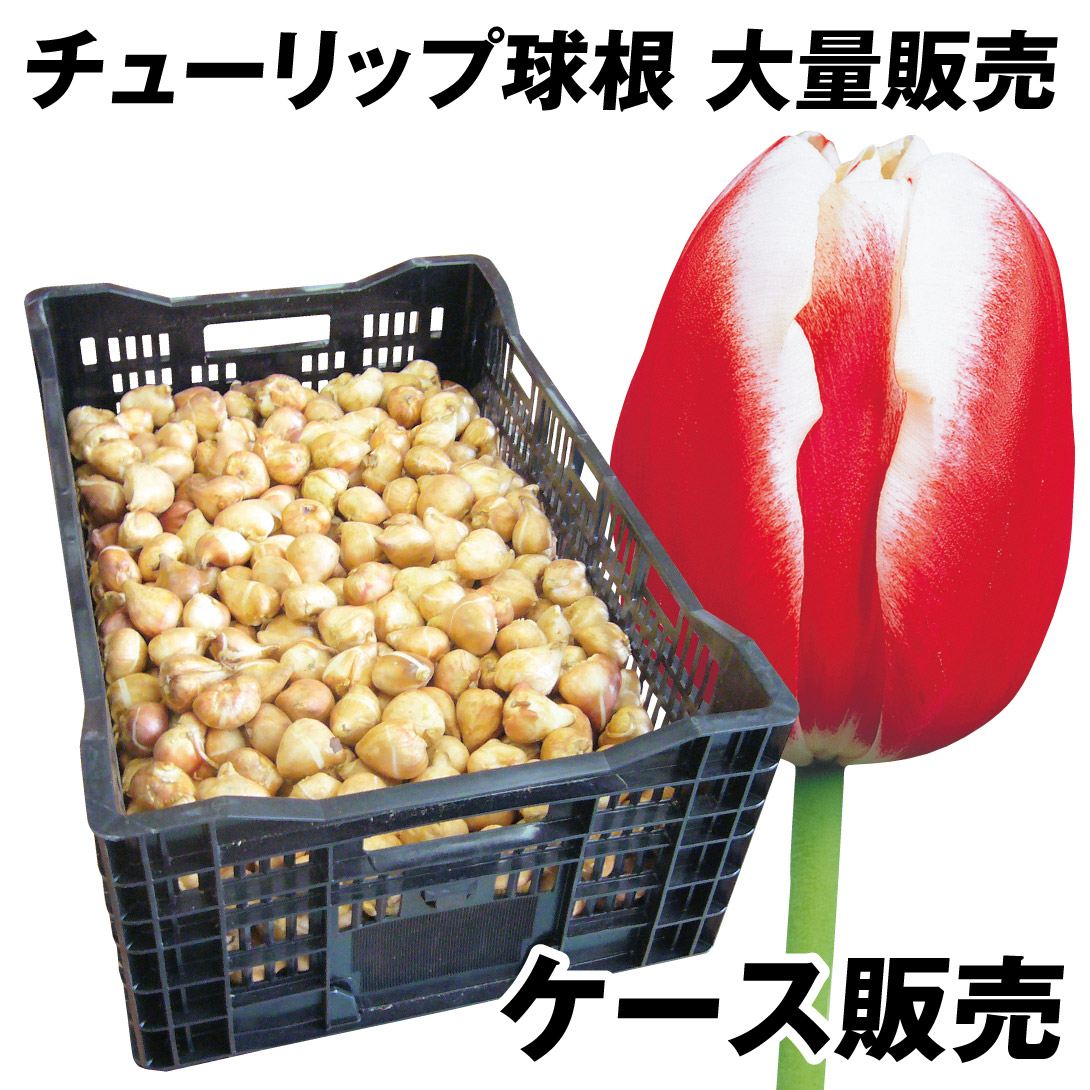 チューリップ 球根 赤白2色咲 ケース販売
