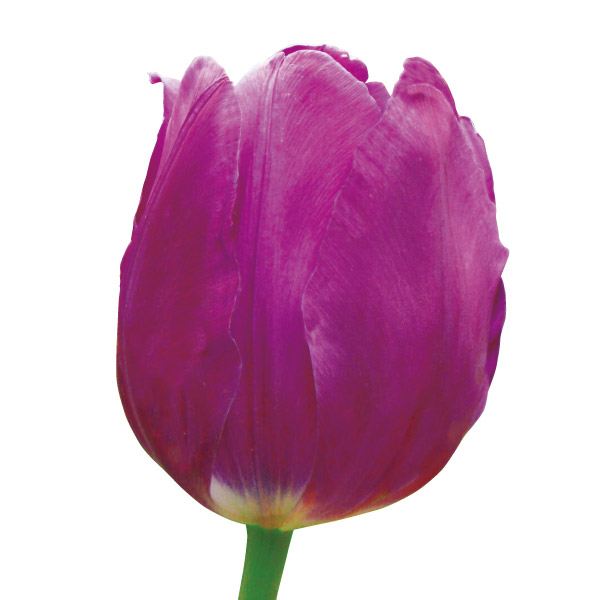 チューリップ 球根 紫花 50球