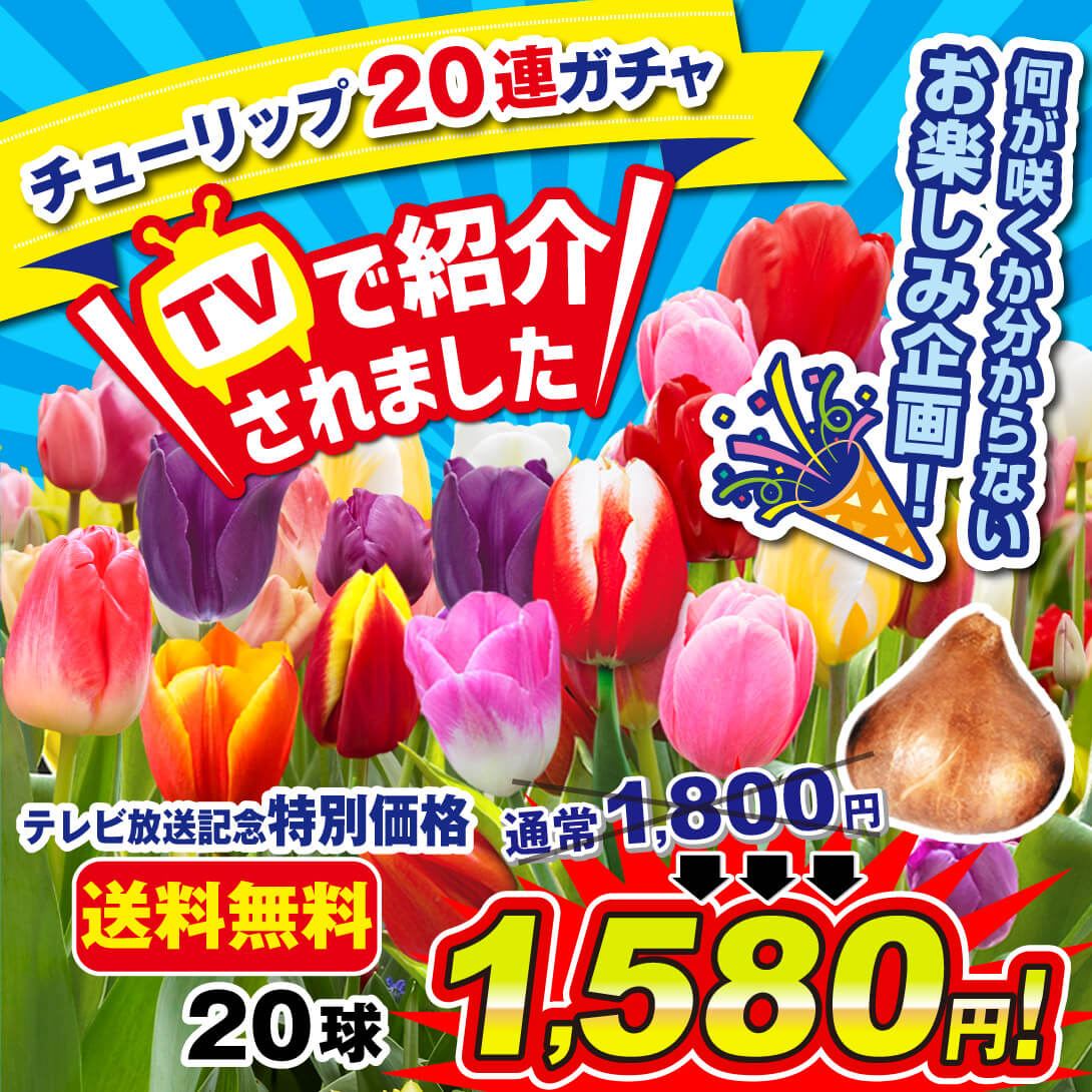 期間限定特価 チューリップ 球根 チューリップ20連ガチャ 20球 送料無料