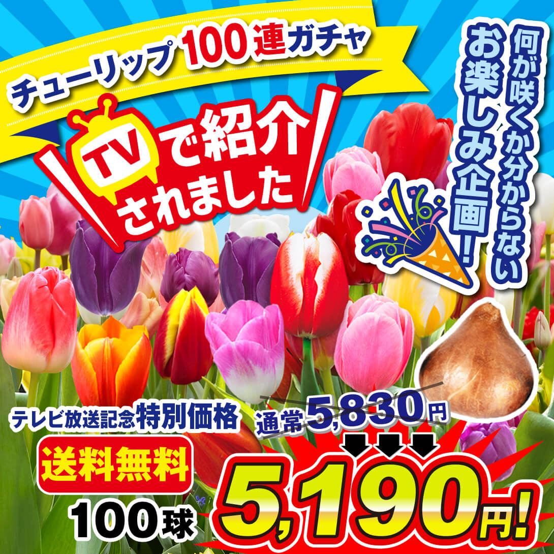期間限定特価 チューリップ 球根 チューリップ100連ガチャ 100球 送料無料