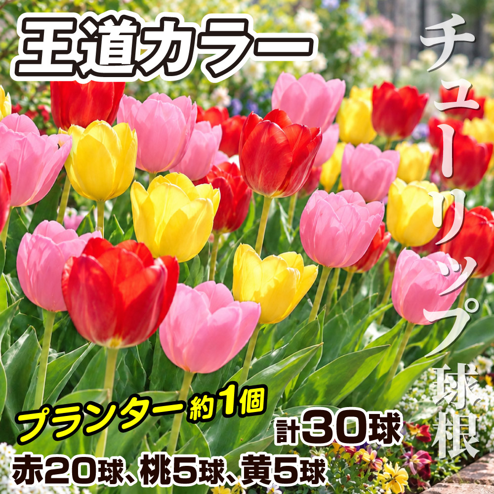 チューリップ 球根 王道カラーチューリップセット 3色30球 送料無料