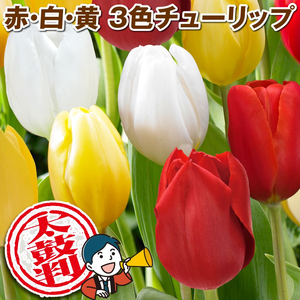 チューリップ 球根 太鼓判チューリップセット 3色60球 送料無料