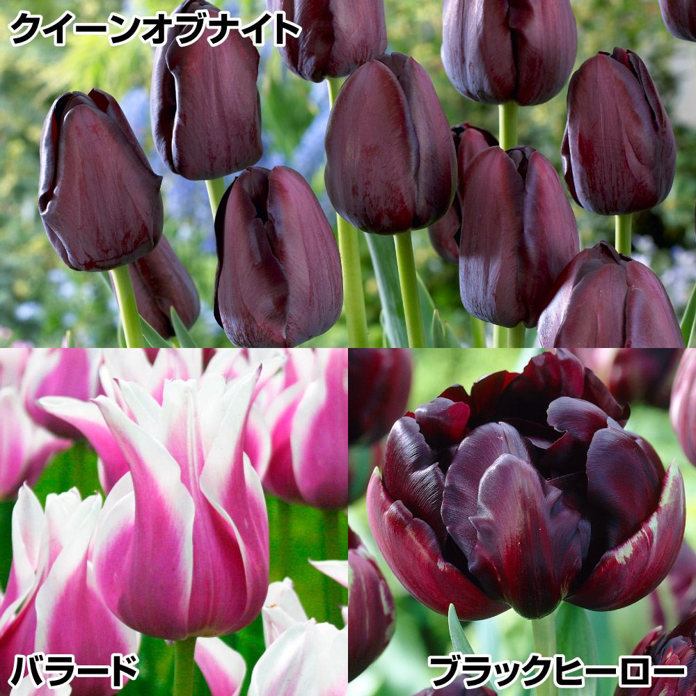 チューリップ球根 ダークカラーチューリップセット 3種30球