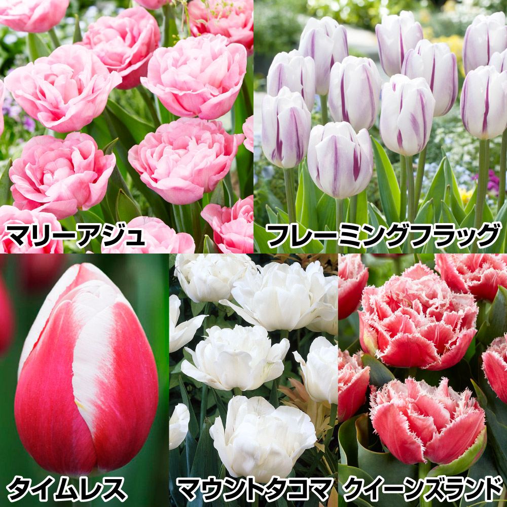 チューリップ球根 受賞花セレクトAセット 5種50球