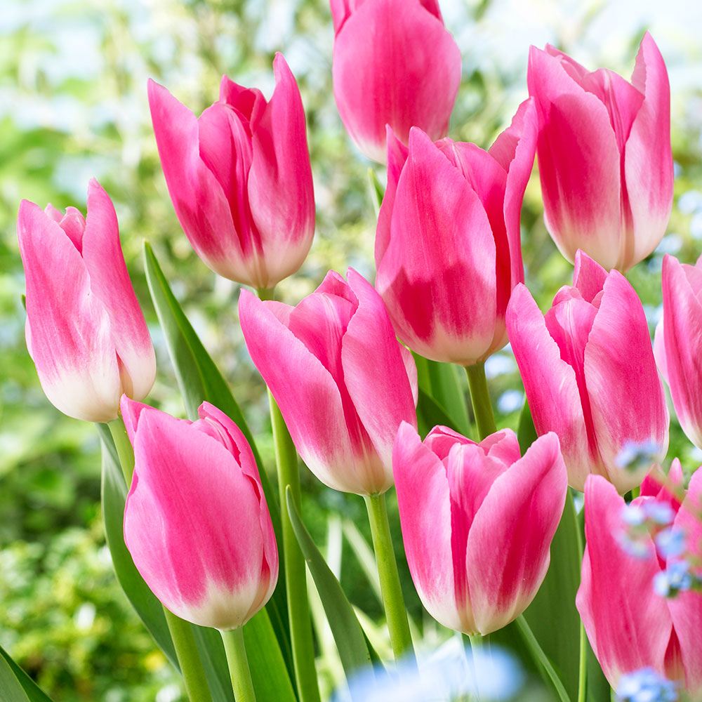 チューリップ球根 ロイヤルテン