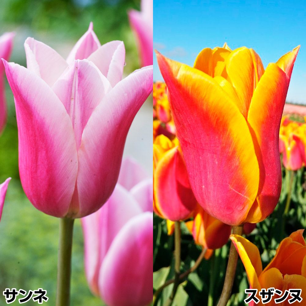 チューリップ球根 サンネ系セット 2種20球
