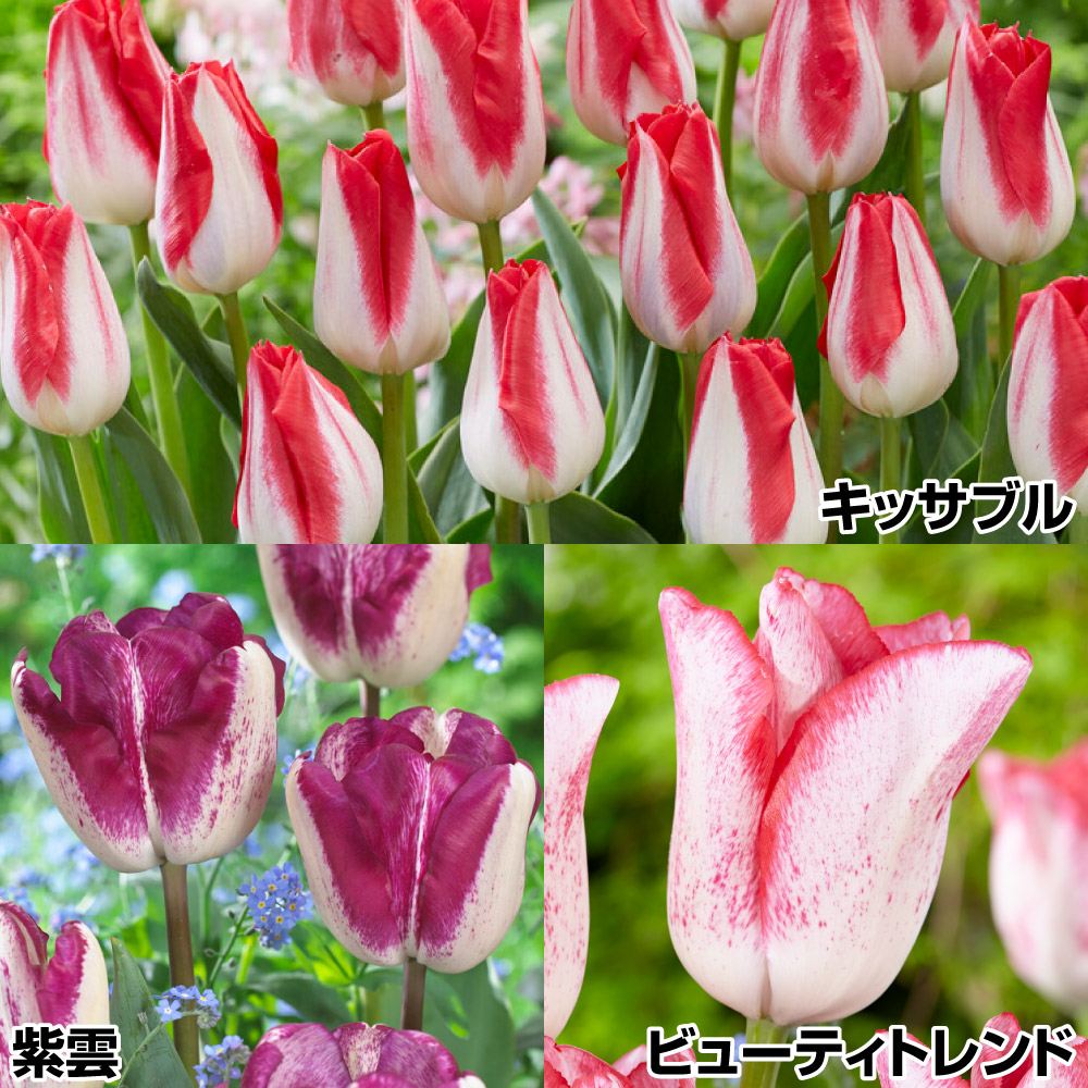 チューリップ球球 色変わりチューリップ2色咲セット 3種30球
