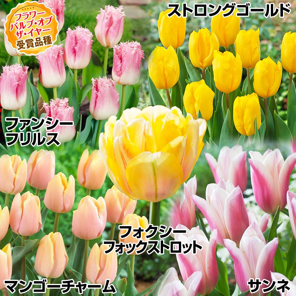 チューリップ 球根 バルブオブザイヤーDセット 5種25球 送料無料