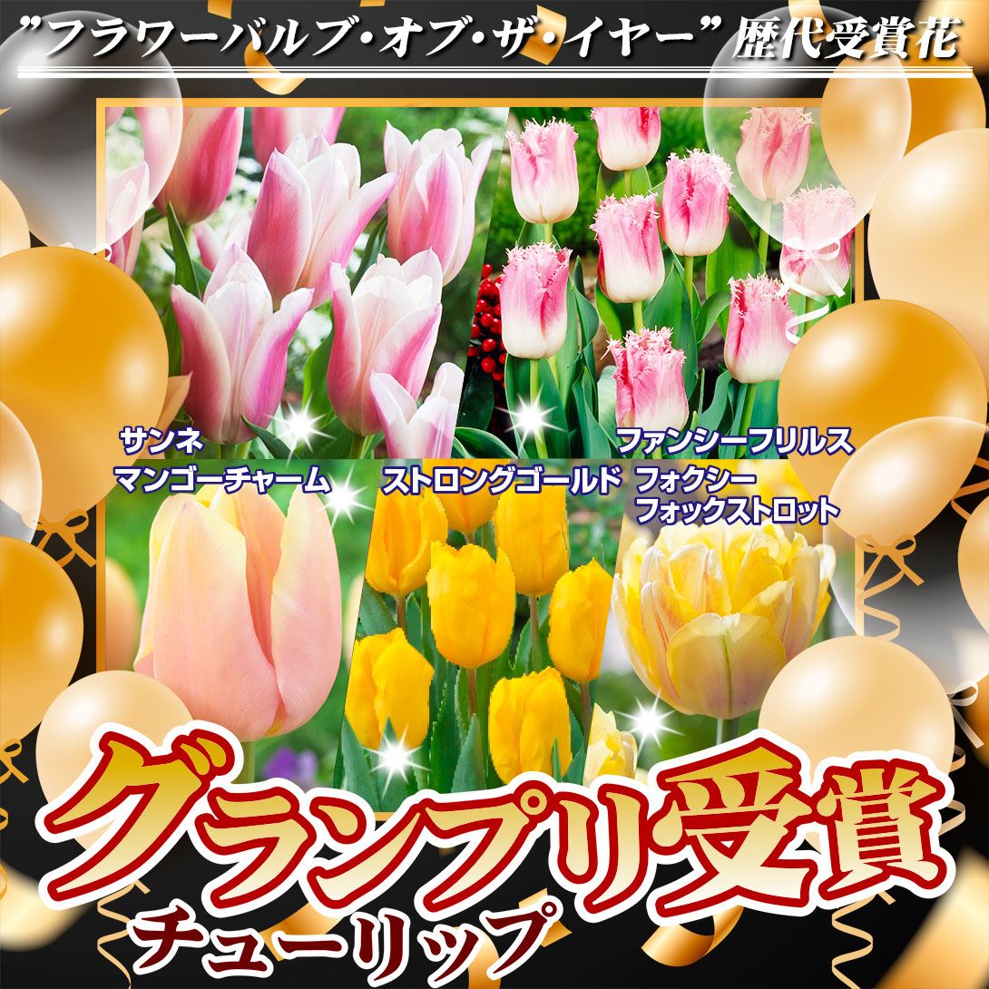 バルブオブザイヤーTOP
