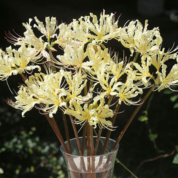 夏植え球根 リコリス スペラード