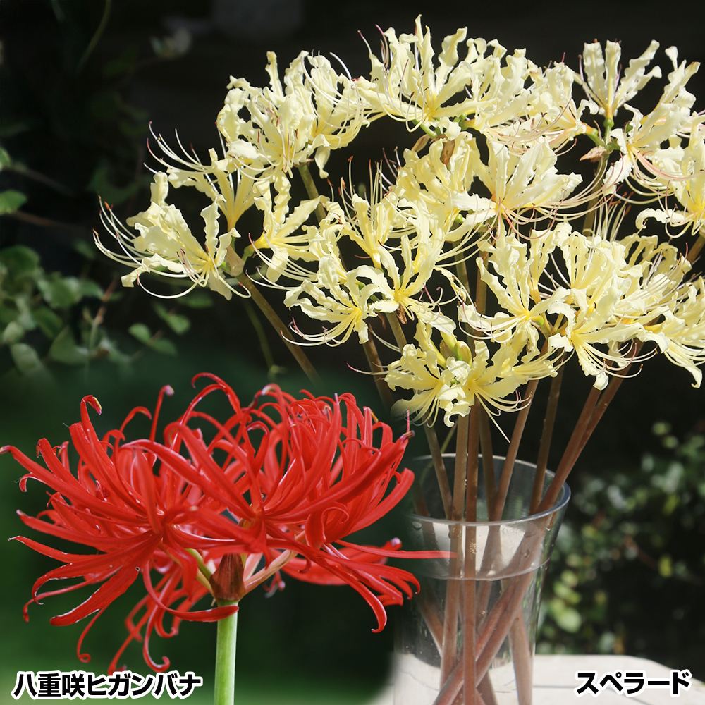 夏植え球根 美色リコリスセット