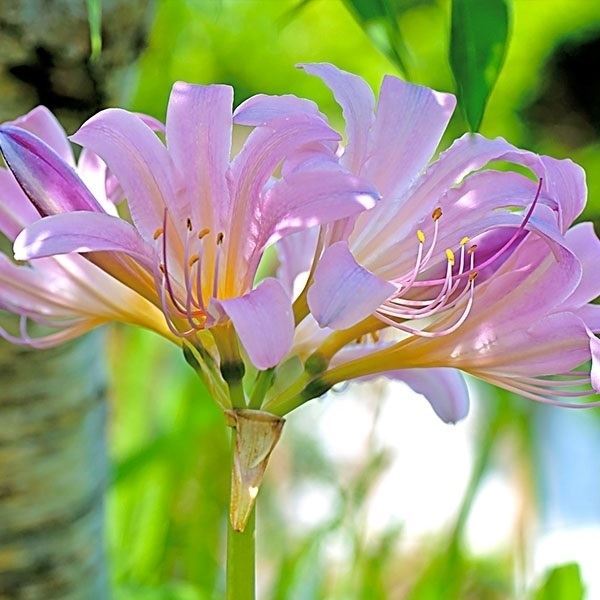 夏植え球根 リコリス スクアミゲラ (ナツズイセン)
